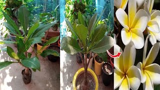 Best Gardening Tips चंपा फूल का पौधा नर्सरी से लाने के बाद गमले में लगाने का सही तरीका [upl. by Mahala]