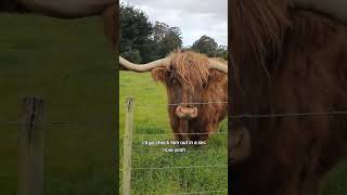 When Highland Cows Are Full 🐮 Part 1 [upl. by Scandura591]