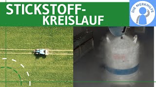 Stickstoffkreislauf  Element Stickstoff Vorkommen Formen Prozesse amp Kreislauf erklärt  Ökologie [upl. by Tik147]