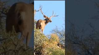 Mule Deer vs Whitetail  Which Do You Prefer Hunting [upl. by Welbie]