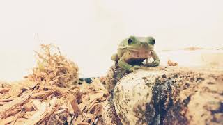 American Green Tree Frog Molting sloughing shedding [upl. by Laaspere]