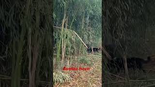 Bamboo forest at Spring Valley County Park dayhikingandherpingdudes [upl. by Oyek]