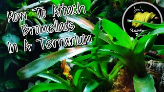 How To Attach Bromeliads In A Terrarium  Cuban Knight Anole Bioactive Setup [upl. by Enirak780]