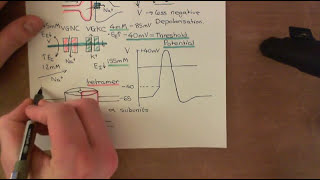 Voltage Gated Potassium Channels Part 2 [upl. by Daloris482]