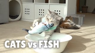 Cats vs Fish  Kittisaurus [upl. by Yvonner]