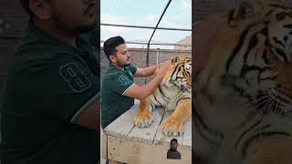 Lion love tiger lion animals love funny rap music hiphop song emiwaybantai [upl. by Airamat]