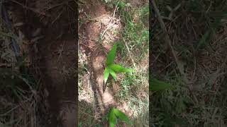 Arecanut Own Nursery horticulture hort cultivation agriculture agri agriculturelife [upl. by Paulson]