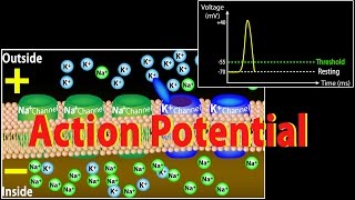 Action Potential in Neurons Animation [upl. by Enovi]