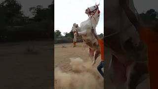 Gali me thre dhuvo hi dhuvo kra dula song pe godhi ka jordhra dance 🥰 Rajasthan horse King 🥰 [upl. by Hibbitts]