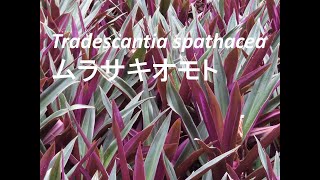 Tradescantia spathacea ムラサキオモト [upl. by Citron]