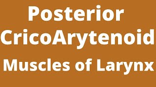 Posterior CricoArytenoid muscle Muscle of the larynx Intrinsic muscle of the larynx [upl. by Odrarej]