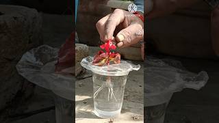 How to propagate begonias from cuttings  Growing begonia from cutting begonia viral shorts [upl. by Noble]