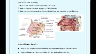 anatomy of the paranasal sinuses [upl. by Attej50]