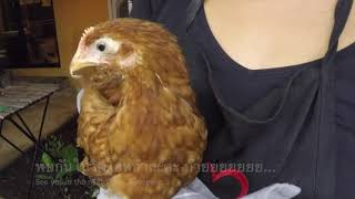 Chicken diary EP13 My Sick Chicken has Mycoplasma Gallisepticum MG [upl. by Emerej]