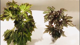 Rhizomatous Begonia Spotlight  2 New Begonias  How Cool Are These [upl. by Howlond]