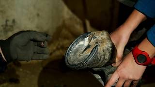 Atlarda Tırnak Bakımı  Nal Çakımı  Horse Hoof Trimming [upl. by Eecram476]