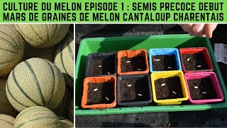 Culture du melon épisode 1  semis précoce le 1 mars de graines de melon cantaloup charentais [upl. by Athalia]