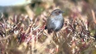 Dunnock Prunella modularis  Heckenbraunelle 09 [upl. by Goldner980]