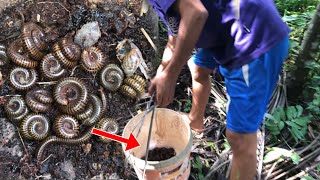 Two insects Giant Millipede and Many Red Millipedes a lot of amazing [upl. by Schott241]