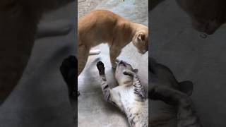 Cats Fight [upl. by Berliner]