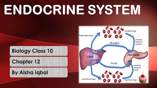 Endocrine System class 10  Endocrine Glands  Glands of the human Body [upl. by Radnaxela767]