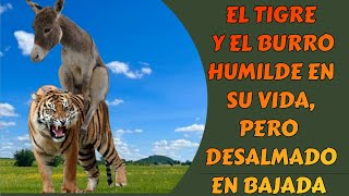 EL TIGRE Y EL BURRO HUMILDE EN SU VIDA PERO UN DESALMADO EN BAJADA [upl. by Eannaj]