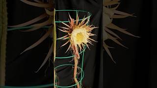 Selenicereus grandiflorus queen of the night cactus time lapse cactus timelapse Selenicereus [upl. by Enhpad]