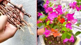 Bougainvillea tree brilliant flower propagated by branches in sand [upl. by Dnartreb]