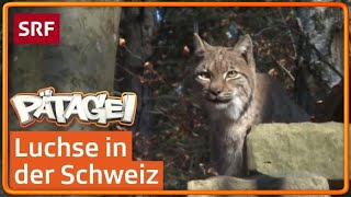 Luchs Die grösste Raubkatze der Schweiz  Pätagei  SRF Kids – Kindervideos für Kinder [upl. by Acire948]