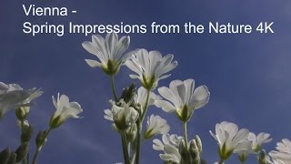 Vienna  Nature And Spring Impressions  4K [upl. by Tiffani147]