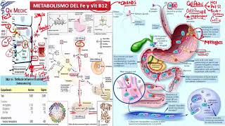 HEMATOLOGÍA 3 [upl. by Ylil]