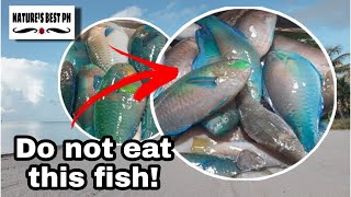 Parrot Fish Interesting Facts that you might didnt know  Natures Best Ph [upl. by Kaasi]