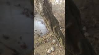 Family of Sasquatch seen today on Eno River at Pennys Bend in DurhamNC [upl. by Ilaw11]