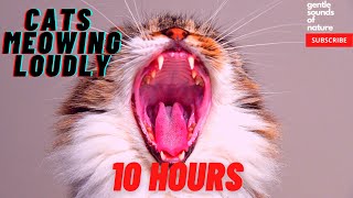 Cats Meowing Loudly 10 hours compilation [upl. by Attirb]