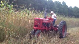 1952 Farmall H Mowing Sorghum Sudan [upl. by Ahsiened]