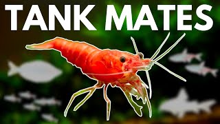 7 BEST Shrimp Tank Mates You Need to Try [upl. by Adnil]