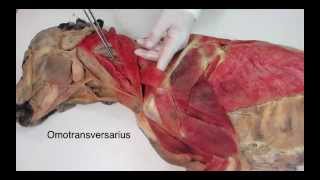 Veterinary anatomy dog muscles thoracic limb 1 of 3 [upl. by Thorncombe701]