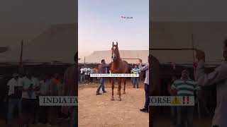 Stallion karamdev sire by drona at pushkar fair [upl. by Seldan]