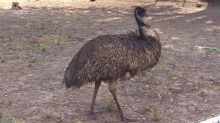 Angry sixfoot emu attacks Texas WWII veteran [upl. by Oralle]