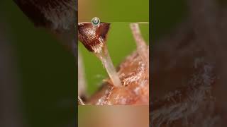 The Secret Life of the Acorn Weevil AcornWeevil InsectFacts natureshorts [upl. by Aihn608]