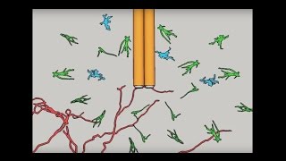 Measuring a Dendrite’s Electrical “Spike”  UCLA Health Newsroom [upl. by Sirret]