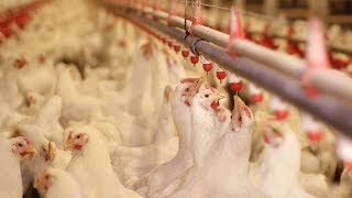 Water Disinfection in the Poultry Industry [upl. by Chipman183]