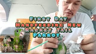 FIRST DAY HANDFEEDING NEW RACKET TAIL PARROTS [upl. by Taber753]