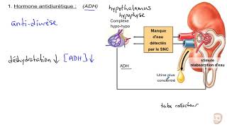 ADH et Aldostérone [upl. by Connors684]