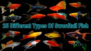 Top 25 Different Types Of Swordtail Fish [upl. by Frederik]