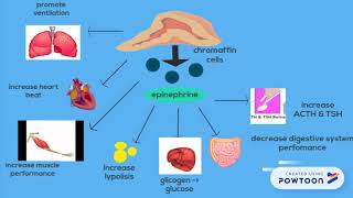 epinephrine and norepinephrine [upl. by Junji]