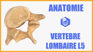 ANATOMIE  Cinquième vertèbre lombaire L5 sacralisation et spondylolisthésis [upl. by Nybor]