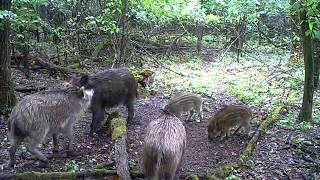 Esti csetepaté  vacsorához gyülekező népes vaddisznó konda  FORESTCAM LS897 vadkamera felvétele [upl. by Ilanos559]