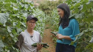 Produção de pepino e pimentão em Laranja da TerraES  EP29 Agro Business [upl. by Deedee843]