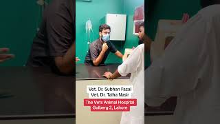 Visit to The vets animal hospital Lahore [upl. by Eimilb742]